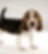 かわいい子犬