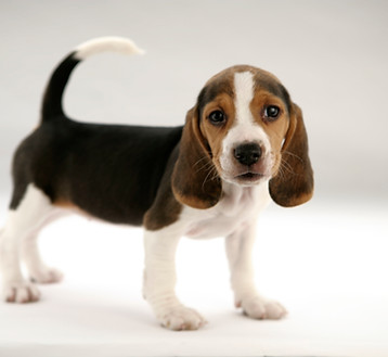 Cute Puppy