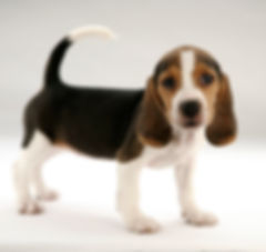 Beagle Puppy ready for bath