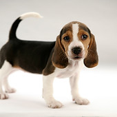 Cute Puppy