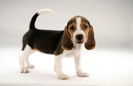 かわいい子犬