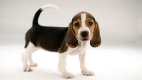 Starromania spendet an Violeta Ion für Futter