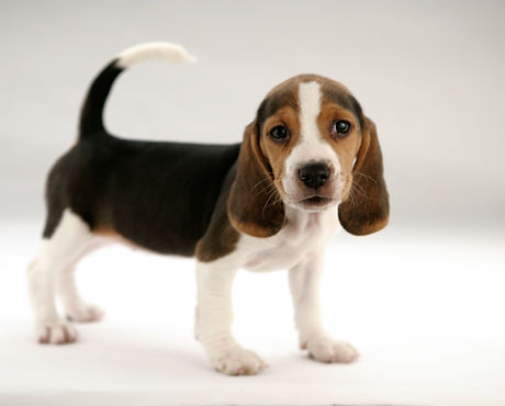Cute Puppy