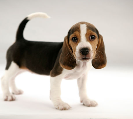 Cute Puppy