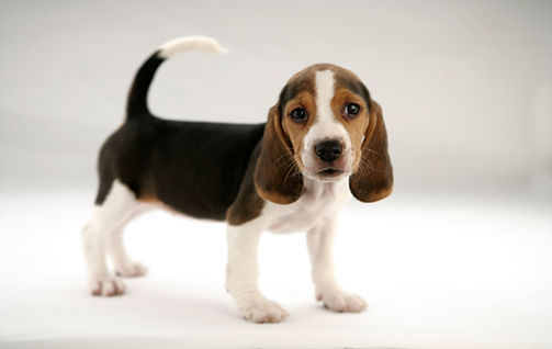 A brown, black, and white dachshund pupple