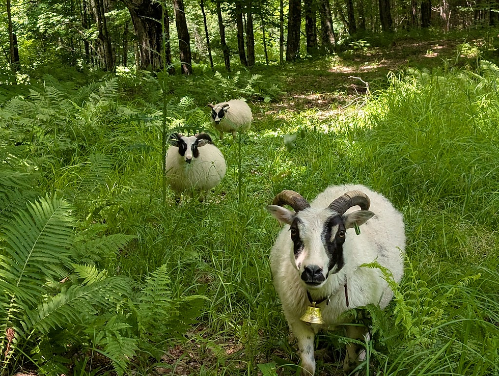 A walk in the woods; grazing the pathways