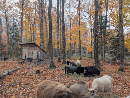 Creating Silvopasture