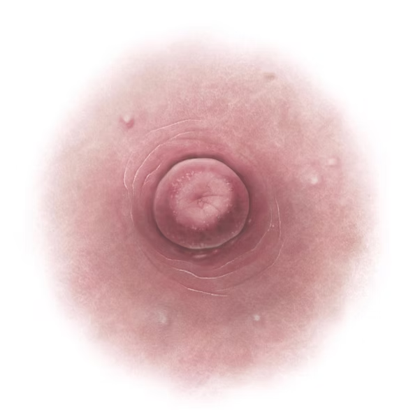 Miniature : Temporary nipple tattoos NIPPLEBACKS - 3 sets