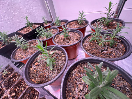 Young Rosemary seedlings