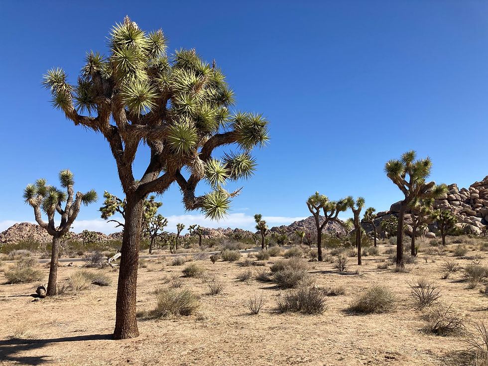 Joshua Tree/Palm Springs