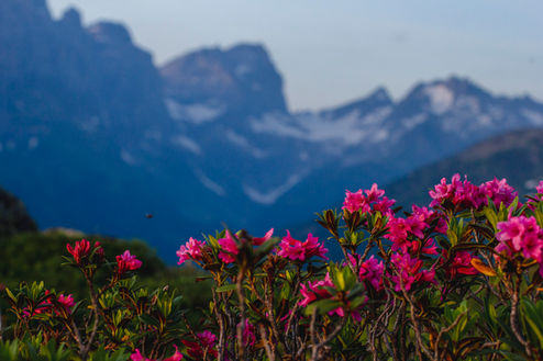 photograph of alp roses on top of a mountain in switzerland. taken at sunset during magic hour, Photography by Omid Taslimi