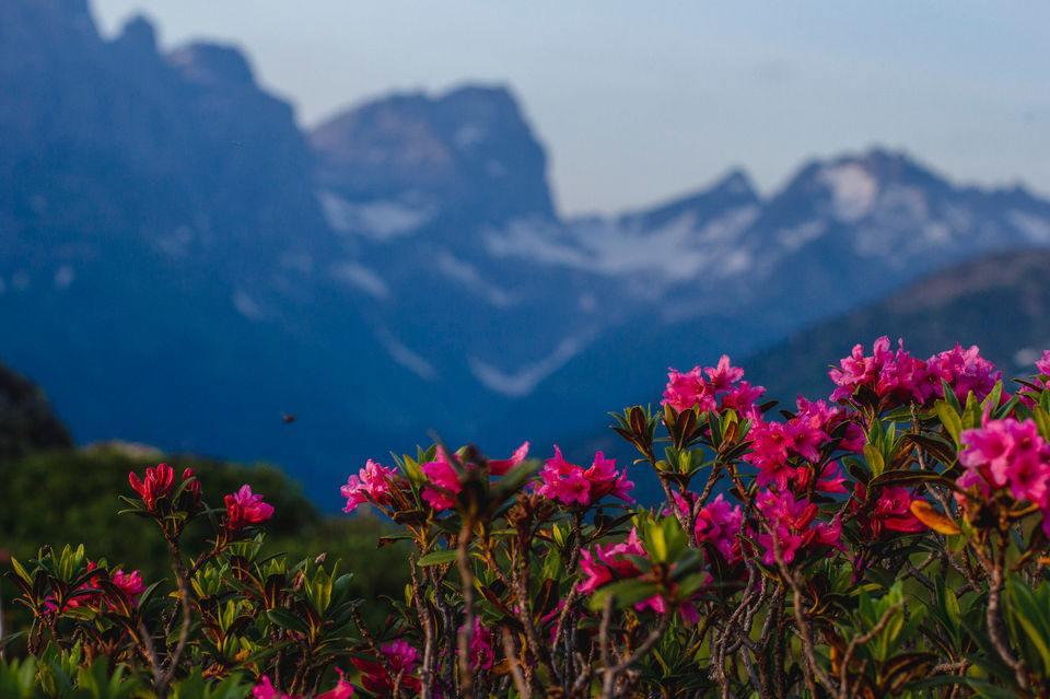 photograph of alp roses on top of a mountain in switzerland. taken at sunset during magic hour, Photography by Omid Taslimi