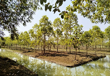 kratom farming_edited.jpg