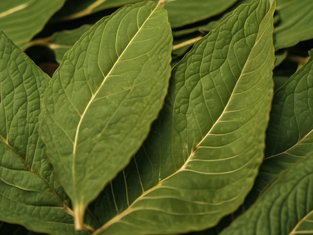Authentic Thai Kratom: Your Ultimate Wellness Companion