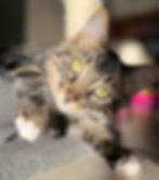 DUSTY