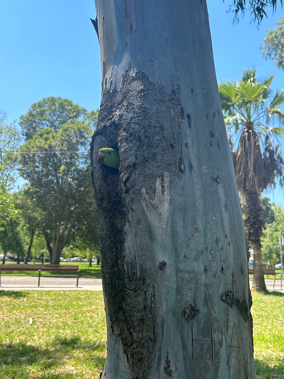 נחל הירקון - סקר בטיחות- היזם:רשות נחל הירקון