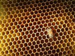 alvéole-abeille-4.jpg