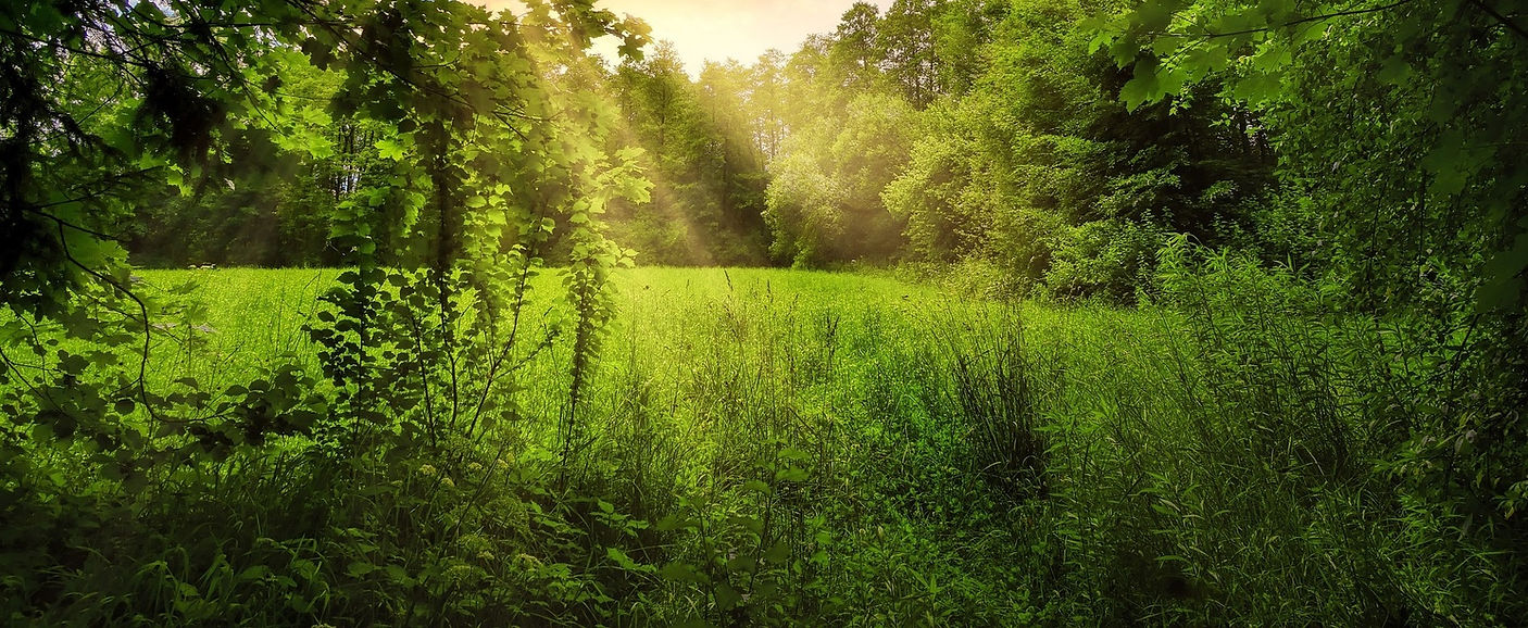 glade and sungrass.jpg