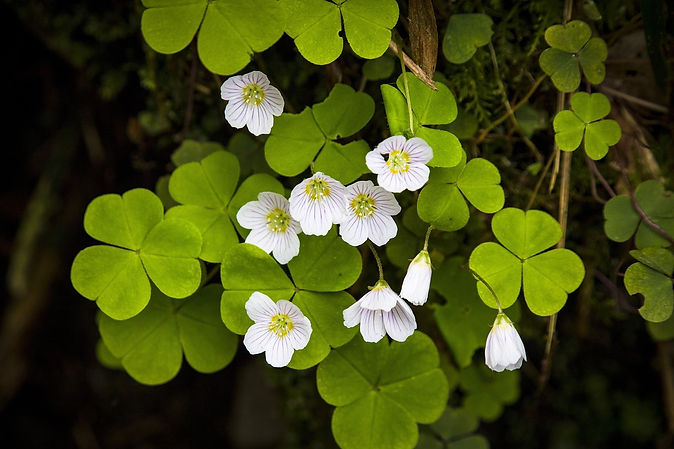 clover-4747297_1280.jpg