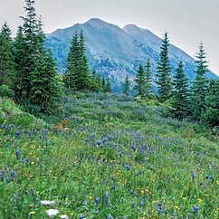 meadow-1582661_1920_edited.jpg