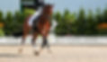 Dressage horse in the test, trot strengt