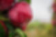 IMG_3344.jpeg