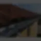 antipalomas (2).webp
