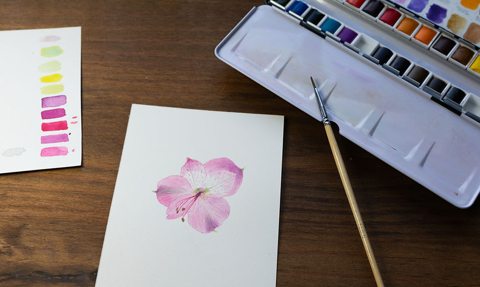 A pink Alstroemeria