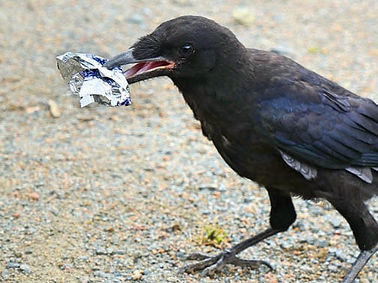 10-crow-picking-up-trash.jpg