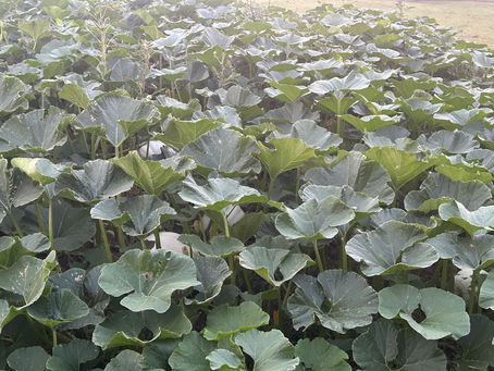 Your Pumpkins Are Growing in Nebraska!
