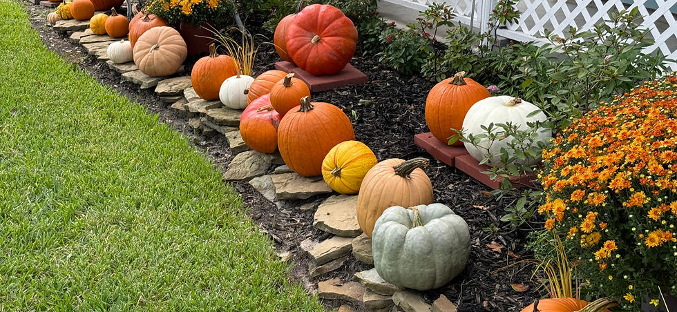 Can Pumpkins Survive Houston Heat? Here’s What We’ve Learned