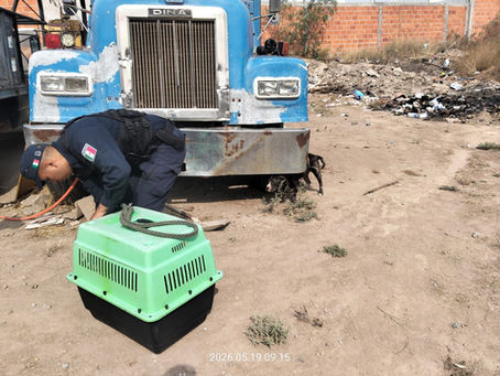 Policía dela Capital atiende hecho de abandono y maltrato animal en la colonia Los Magueyes