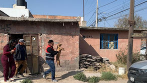 Policía de la capital de SLP rescató a tres lomitos de probable maltrato animal