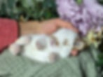 Thumbnail: Broken Orange Mini Lop Buck