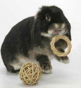 Bunny Toys