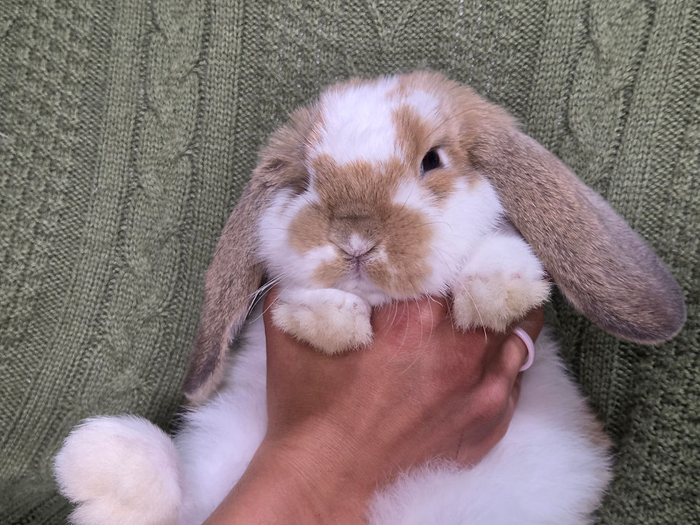 Thumbnail: Broken Orange Mini Lop Doe