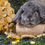 Thumbnail: Chinchilla-Colored Mini Lop Doe