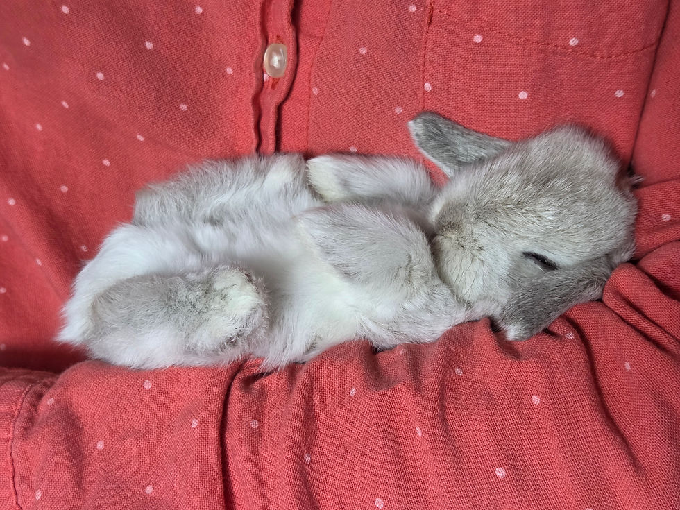 Thumbnail: Frosted Sable Mini Lop Doe