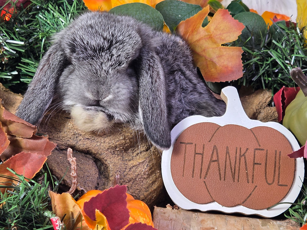 Thumbnail: Wycliffe: Black Chinchilla Buck