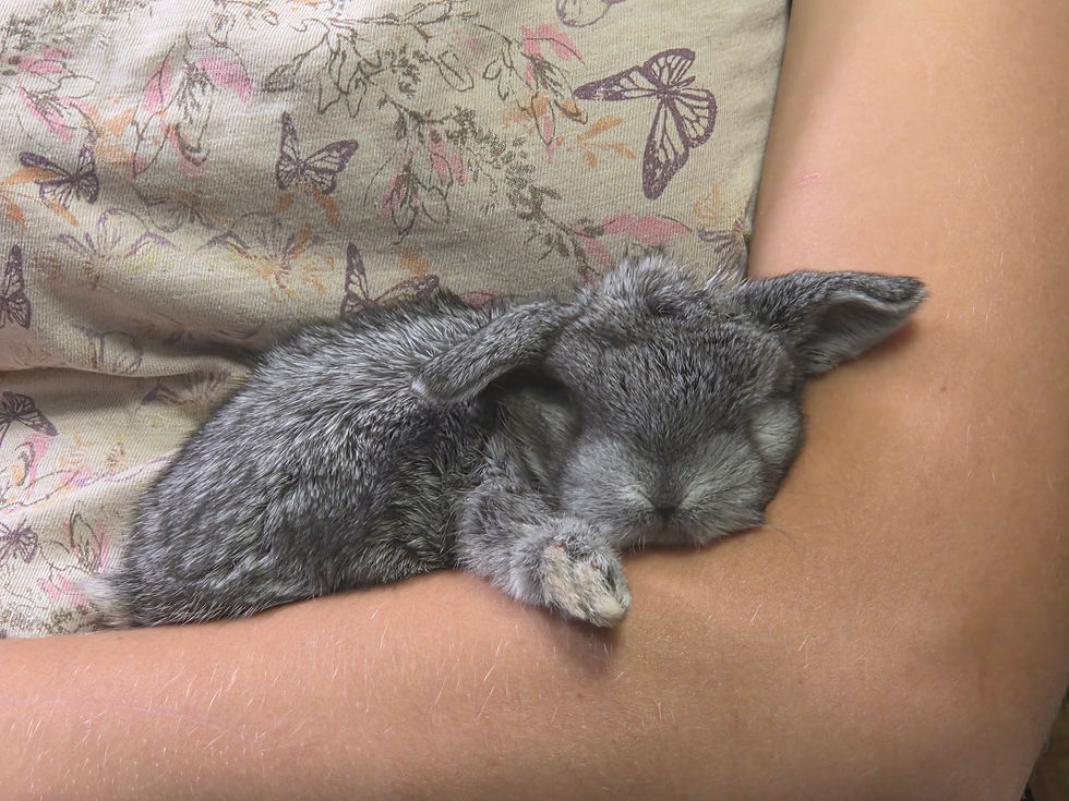 Thumbnail: River: Black Chinchilla Doe