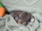 Thumbnail: Chestnut Mini Lop Buck