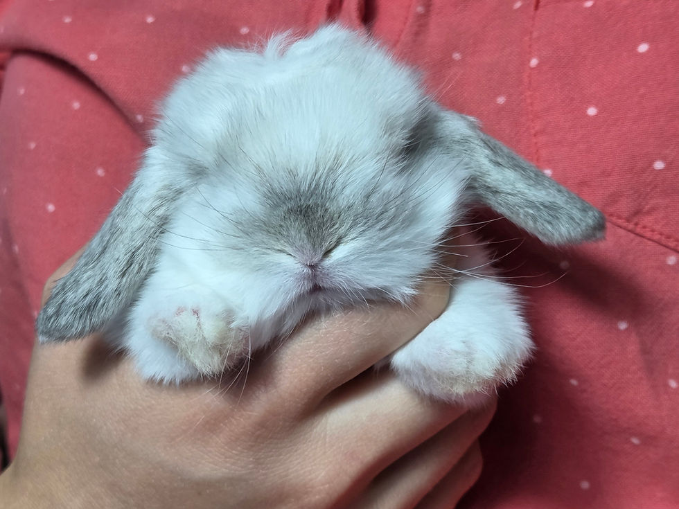 Thumbnail: Broken Frosted Sable Mini Lop Doe