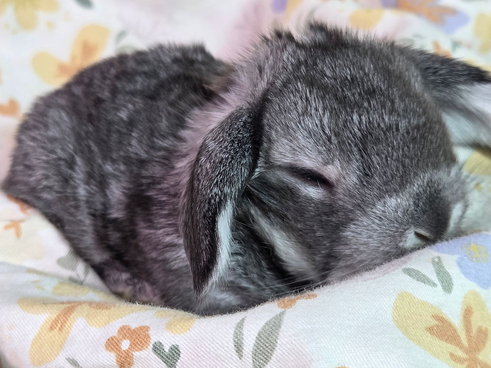 Thumbnail: Wycliffe: Black Chinchilla Buck