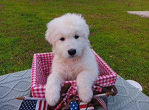 Valor 5 weeks.5.jpg