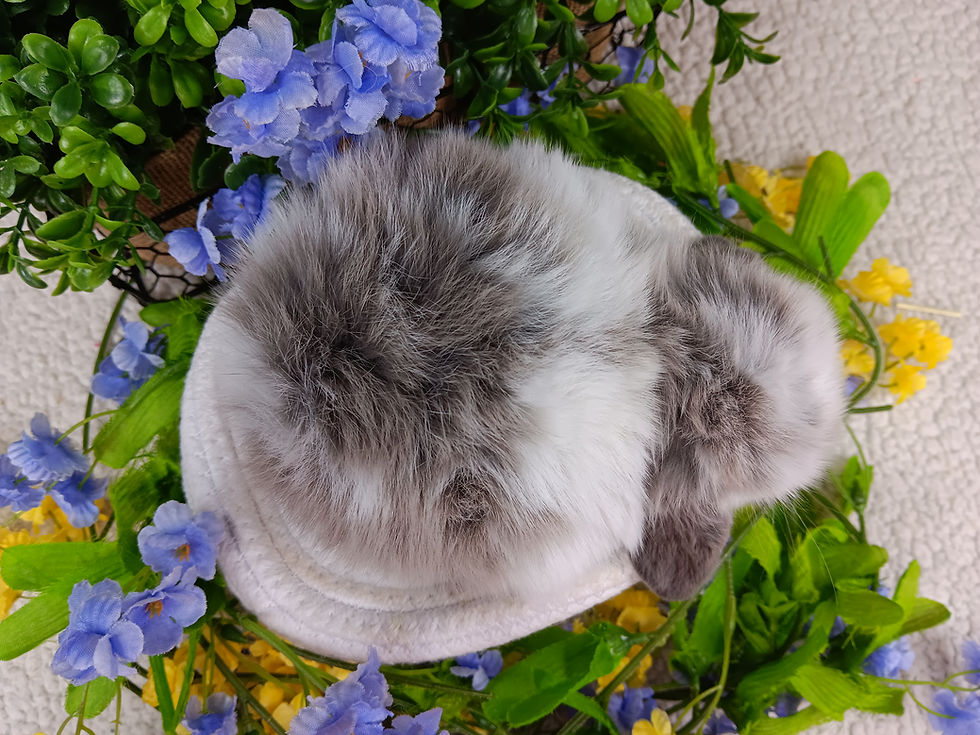 VF2M5 broken lilac buck3