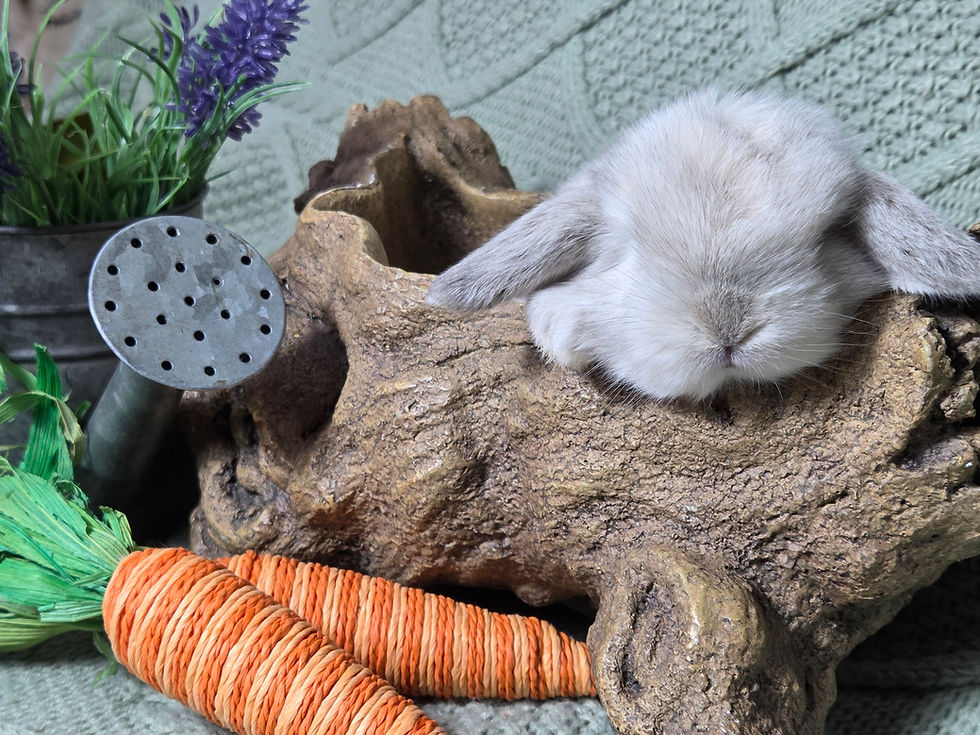 Thumbnail: Frosted Sable Mini Lop Doe