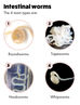 Worms and Parasites in Dogs: