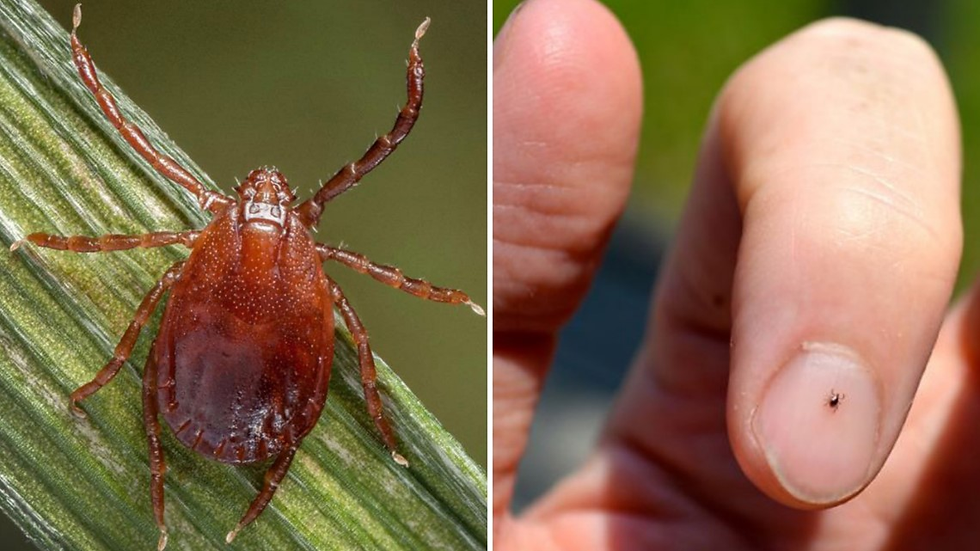 New tick spreading through Missouri