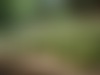 How Coffee Beans Transform From Green to Brew