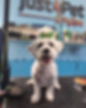 dogspa-04.jpg